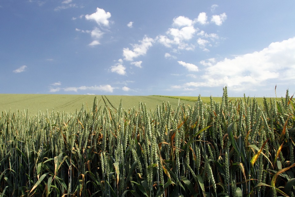 Imagem relacionada à notícia: Impulso da natureza: O governo lança o primeiro plano de ação sobre pesticidas em uma década