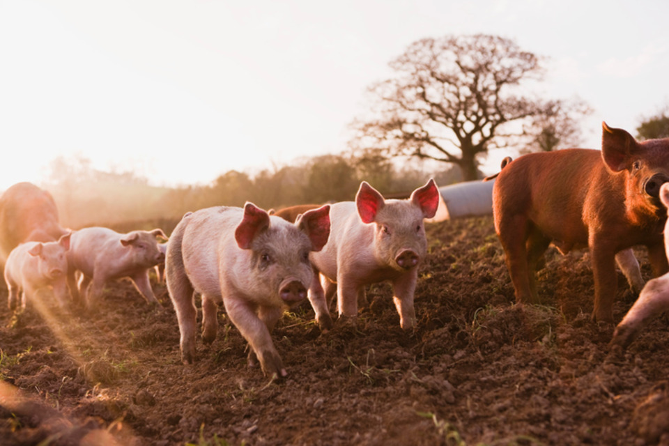 Imagem relacionada à notícia: Produtores britânicos de porco para trazer para casa o bacon