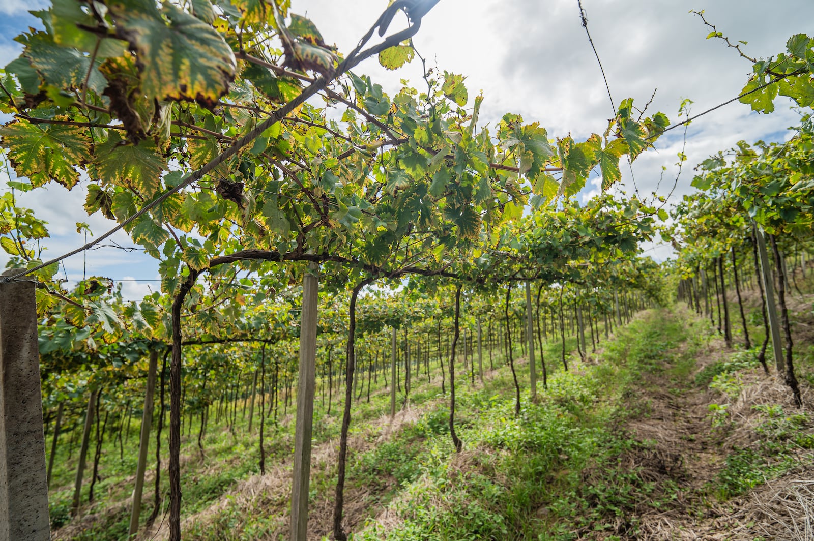 Uma bela vista dos vinhedos da Cooperativa Vinícola Garibaldi, onde a natureza, a tradição e a paixão pela vitivinicultura se encontram para dar vida a grandes vinhos. César Silvestro