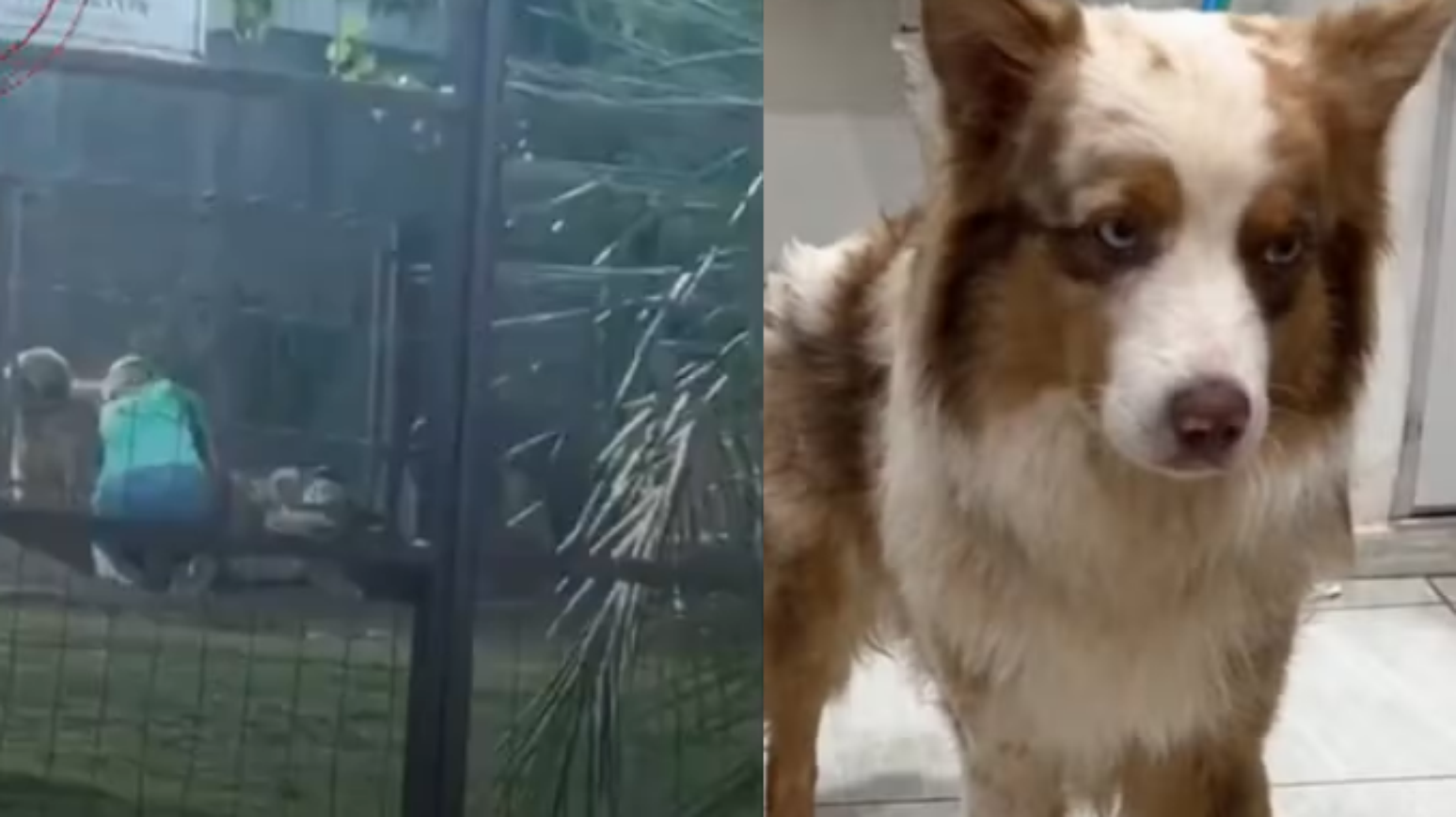 Propriet&aacute;ria de um hotel para pets em Bonito (MS) foi filmada atingindo v&aacute;rias vezes um pastor-australiano