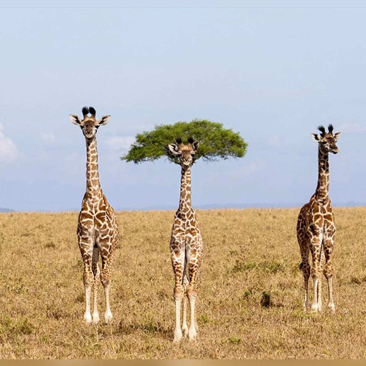 Comédia animal: veja 8 das fotos mais engraçadas da vida selvagem de 2026