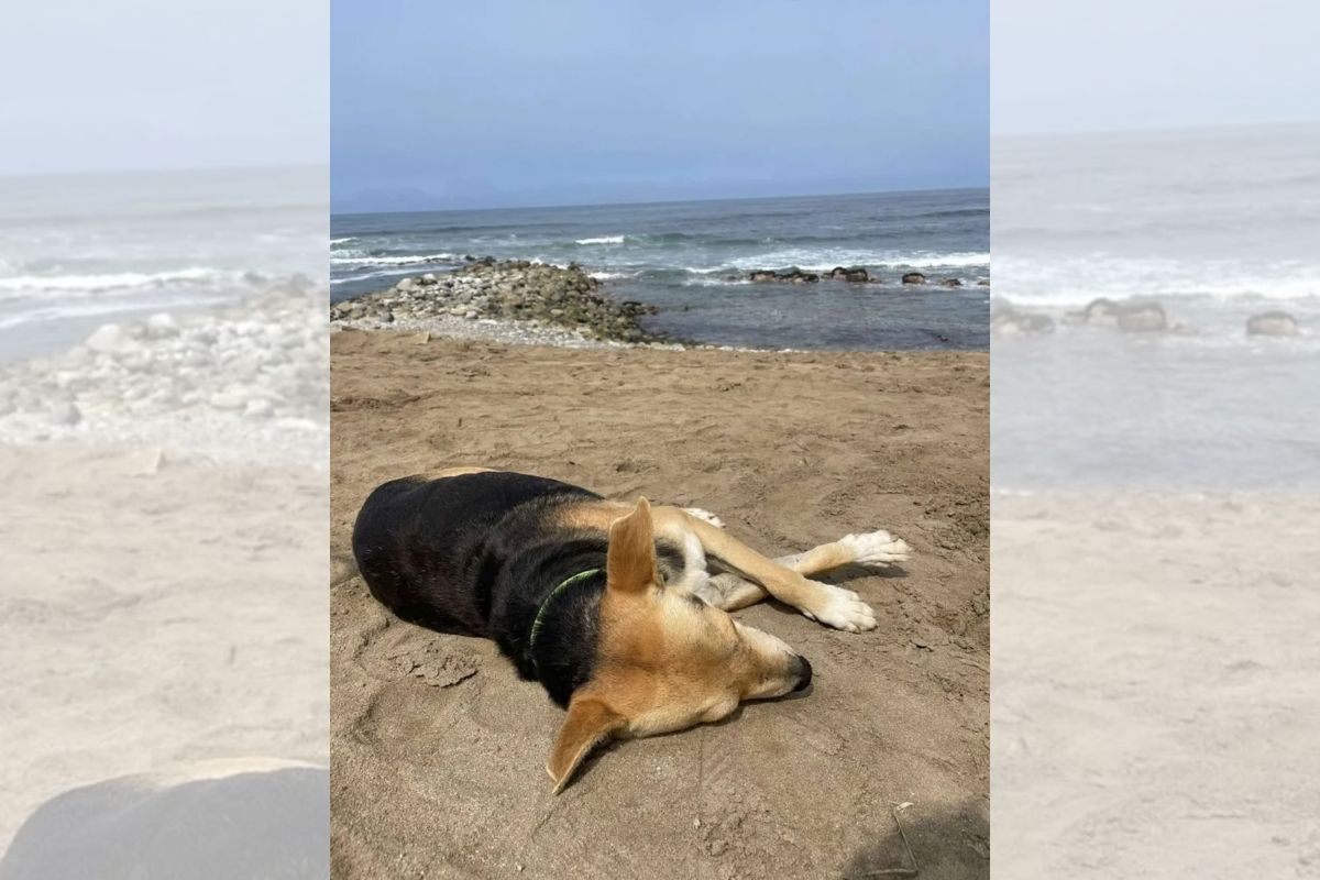 Cão visita praia todos os dias após tutor falecer em alto-mar