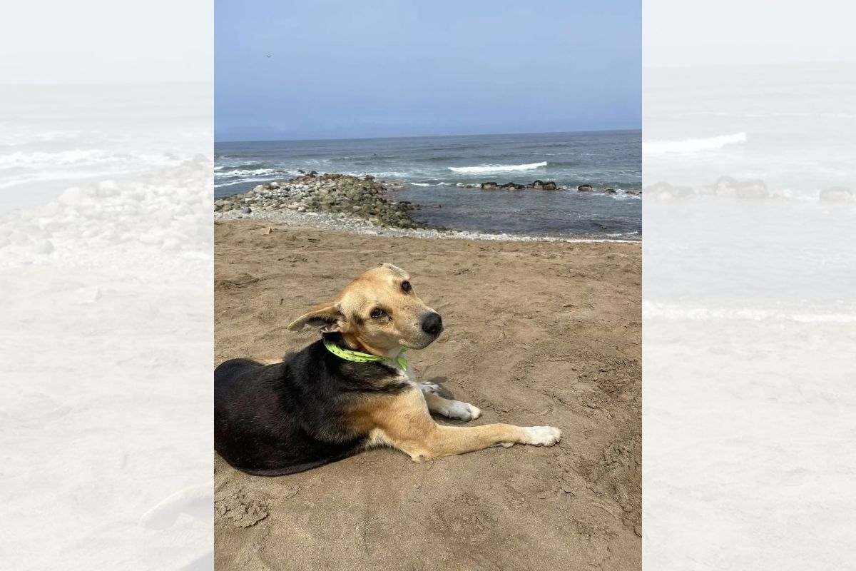 Cachorro que visita o mar